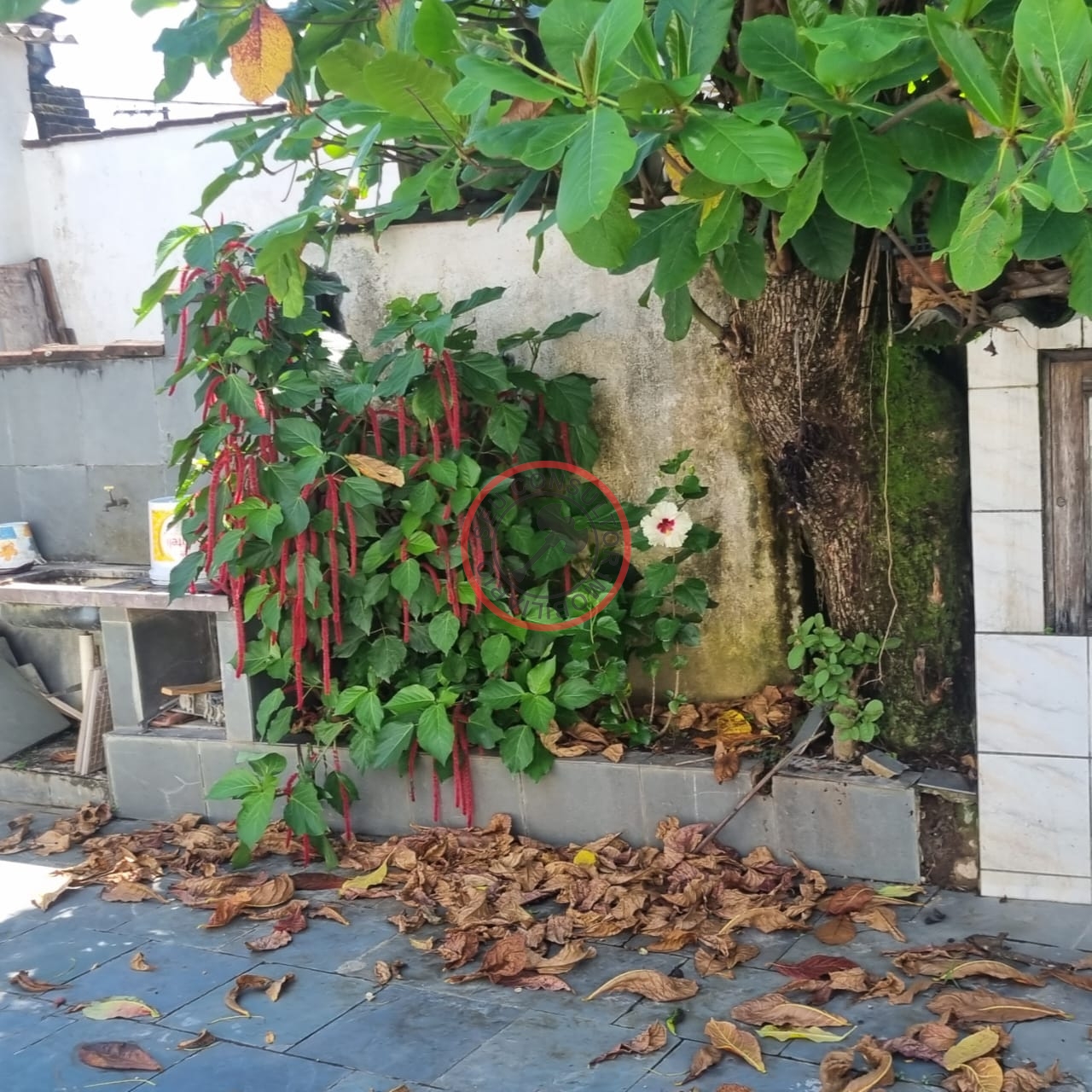 Casa, 5 quartos, 250 m² - Foto 3